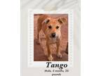 Adopt Tango a Brown/Chocolate Carolina Dog dog in Lukeville, AZ (41378488)