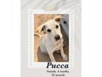 Adopt Pucca a Carolina Dog / Labrador Retriever dog in Lukeville, AZ (41378486)