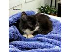 Adopt Peanut a All Black Domestic Longhair / Domestic Shorthair / Mixed cat in
