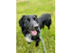 Adopt Ender a Black Labrador Retriever / Mixed dog in Greenville, KY (41379198)