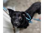 Adopt Little Man a Black Labrador Retriever / Mixed dog in Greenville