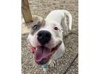 Adopt Potato a White American Pit Bull Terrier / Mixed dog in Kokomo