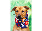 Adopt Leo a Brindle Shepherd (Unknown Type) / Mixed Breed (Medium) / Mixed