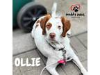 Adopt Oliver "Ollie" (Courtesy Post) a Tricolor (Tan/Brown & Black & White)