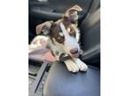 Adopt Izzy a White - with Brown or Chocolate Border Collie / Australian Shepherd