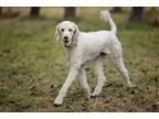 Adopt Normand a White Standard Poodle / Mixed dog in Bowmanville, ON (41379236)