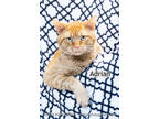 Adopt Adrian a Orange or Red Domestic Shorthair / Mixed Breed (Medium) / Mixed