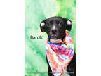 Adopt Barold a Black Terrier (Unknown Type, Small) / Mixed dog in Cedar Rapids