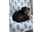 Adopt Nala a Black Labrador Retriever / Mixed dog in Charlotte, NC (41379183)