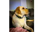 Adopt Mylo a Tan/Yellow/Fawn Labrador Retriever / Mixed dog in Morrisville