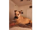 Adopt Luna a Tan/Yellow/Fawn - with White Mutt / Boxer / Mixed dog in Cary