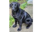 Adopt Nova a Black Labrador Retriever / German Shepherd Dog / Mixed dog in
