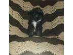 Shih-Poo Puppy for sale in Black Hawk, CO, USA