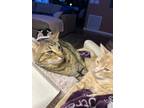 Adopt Kobe and Curry a Orange or Red Tabby Domestic Shorthair / Mixed (short