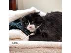 Adopt Lilith a All Black Domestic Shorthair / Domestic Shorthair / Mixed cat in