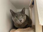 Adopt Willow a Gray or Blue Domestic Shorthair / Mixed Breed (Medium) / Mixed