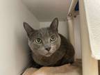 Adopt Willow a Gray or Blue Domestic Shorthair / Domestic Shorthair / Mixed cat