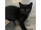 Adopt Nadia a Black (Mostly) Domestic Shorthair (short coat) cat in Buchanan