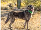 Adopt Teddy2 a Black German Shepherd Dog / Great Dane / Mixed dog in Scottsdale