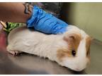 Adopt Rose a Guinea Pig small animal in New York, NY (41379058)