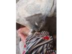 Adopt Spot twofer and tiger lilly a Gray or Blue (Mostly) Domestic Shorthair /