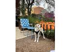 Adopt Duke a White - with Tan, Yellow or Fawn Great Pyrenees / Mixed dog in