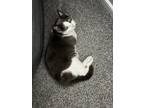Adopt JoJo a Gray or Blue Domestic Shorthair / Mixed (short coat) cat in
