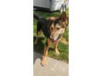Adopt 50 Scent a Brown/Chocolate Mixed Breed (Large) / Mixed dog in Reidsville