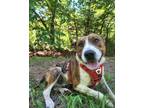 Adopt Buster a Brindle - with White American Staffordshire Terrier / American