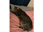 Adopt Ronnie a Brown Tabby American Shorthair / Mixed (short coat) cat in