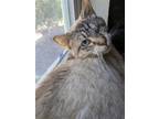 Adopt Olive a Siamese / Mixed cat in San Antonio, TX (39340926)