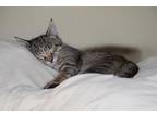 Adopt SIMONE a Gray, Blue or Silver Tabby Domestic Shorthair (short coat) cat in