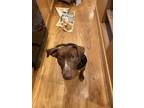 Adopt Canela a Brown/Chocolate - with White Labrador Retriever / Mixed dog in