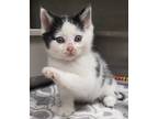 Adopt Slash/ AC 25475 A a Domestic Shorthair / Mixed (short coat) cat in