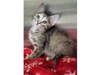 Adopt Coraline / AC 25441 I a Domestic Shorthair / Mixed (short coat) cat in