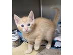 Adopt Churro / AC 25441 H a Domestic Mediumhair / Mixed (short coat) cat in