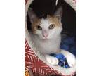 Adopt Buffy / AC 25421 a Domestic Shorthair / Mixed (short coat) cat in