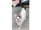 Adopt Oakley a Domestic Shorthair / Mixed (short coat) cat in Greeneville