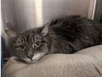 Adopt Tulip a Domestic Mediumhair / Mixed (short coat) cat in Fall River