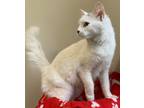 Adopt Beatrice a Domestic Mediumhair / Mixed (short coat) cat in Fall River