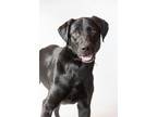 Adopt Maxine a Mixed Breed (Medium) / Mixed dog in Dearborn, MI (41378854)