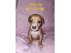 Adopt Princess Louise a Red/Golden/Orange/Chestnut Golden Retriever / Mixed dog