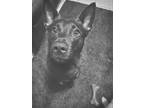 Adopt Bailey a Brown/Chocolate German Shepherd Dog / Labrador Retriever / Mixed
