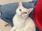 Adopt Jade a Domestic Shorthair / Mixed (short coat) cat in Madison