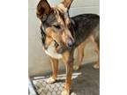 Adopt Star a Shepherd (Unknown Type) / Mixed Breed (Medium) / Mixed dog in