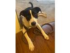 Adopt Whomp " Otis a Mixed Breed (Medium) / Mixed dog in Arkadelphia