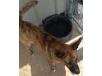 Adopt Summer a Shepherd (Unknown Type) / Mixed Breed (Medium) / Mixed dog in