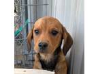 Adopt Matty a Dachshund / Mixed Breed (Medium) / Mixed dog in Brownwood