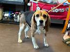 Adopt Elara a Beagle / Mixed dog in Port Jervis, NY (41369287)