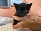 Adopt Blackberry /Veneer a Domestic Shorthair / Mixed (short coat) cat in